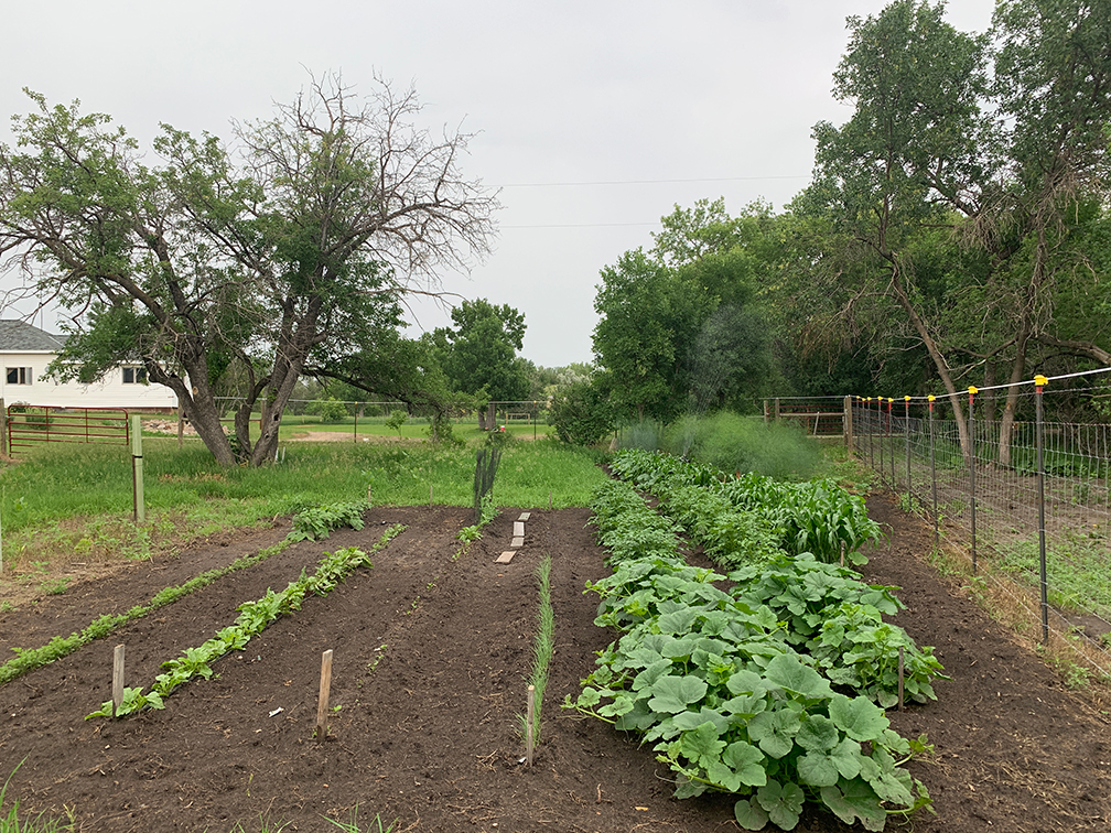 Back to the basics Victory Garden