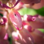 Macro Photography, flowers, Pink, 