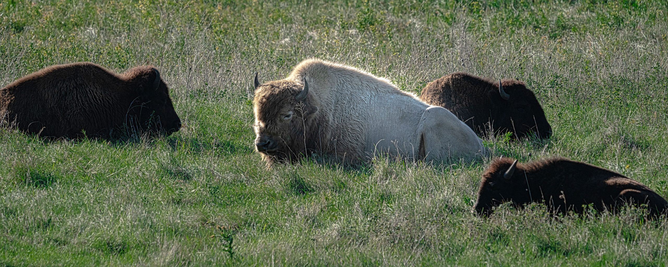 White Buffalo, one in ten-Million