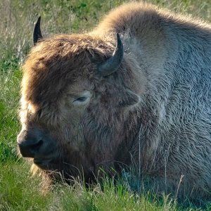 Close headshot of a White Buffalo