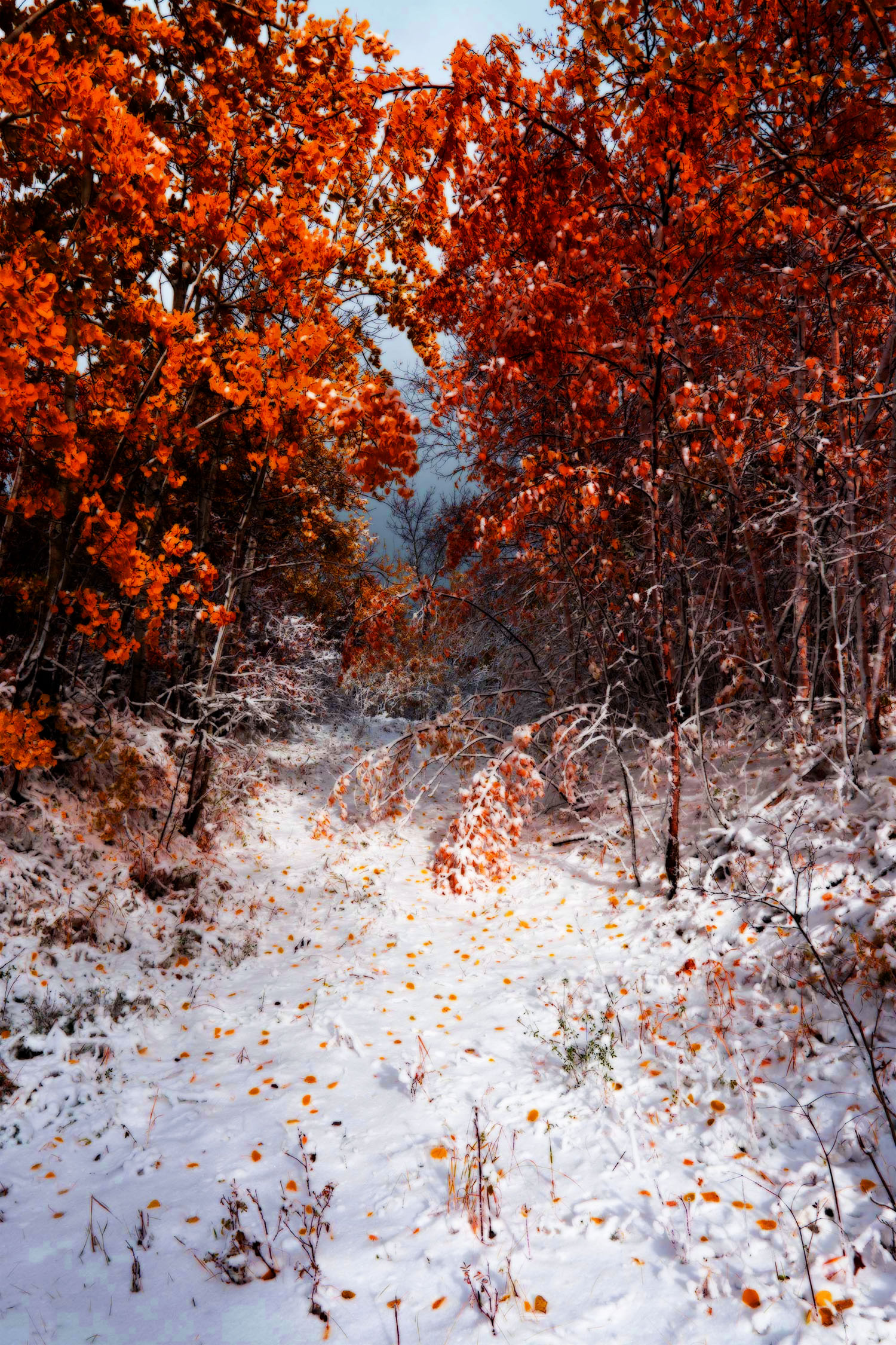 Red leaves of fall at first snow