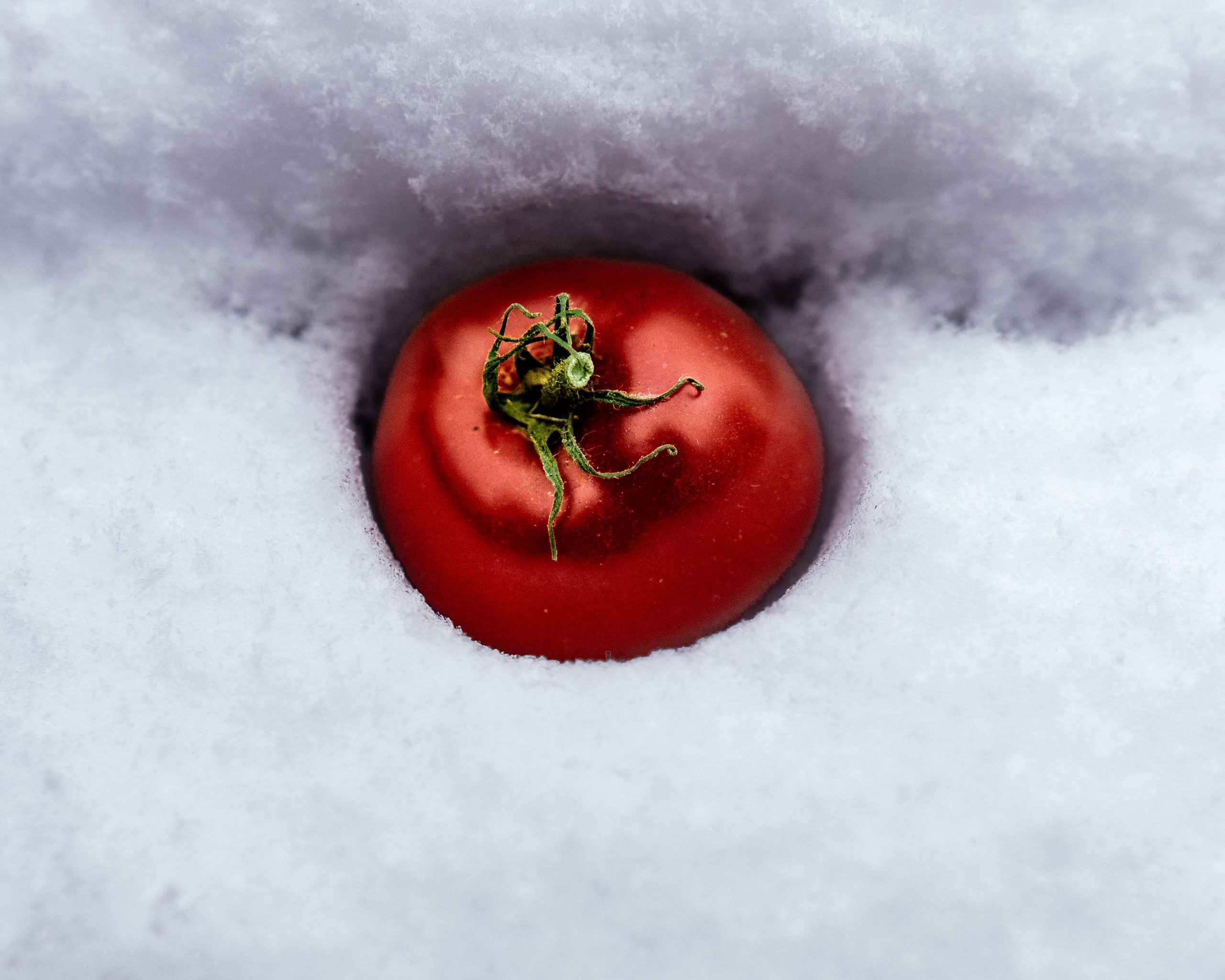 Red Tomato in snow