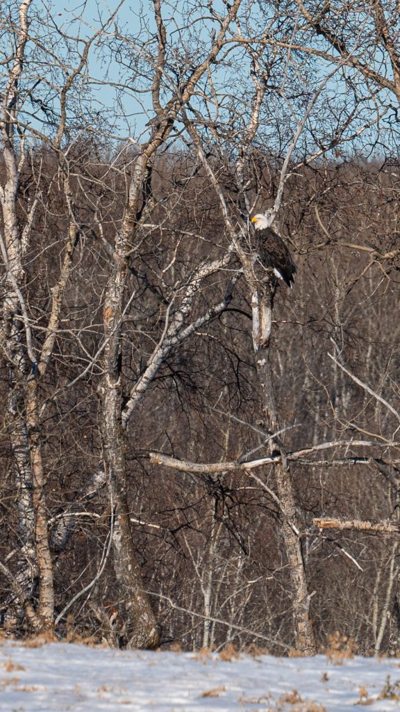 Bald Eagle in a tree awaiting dinner