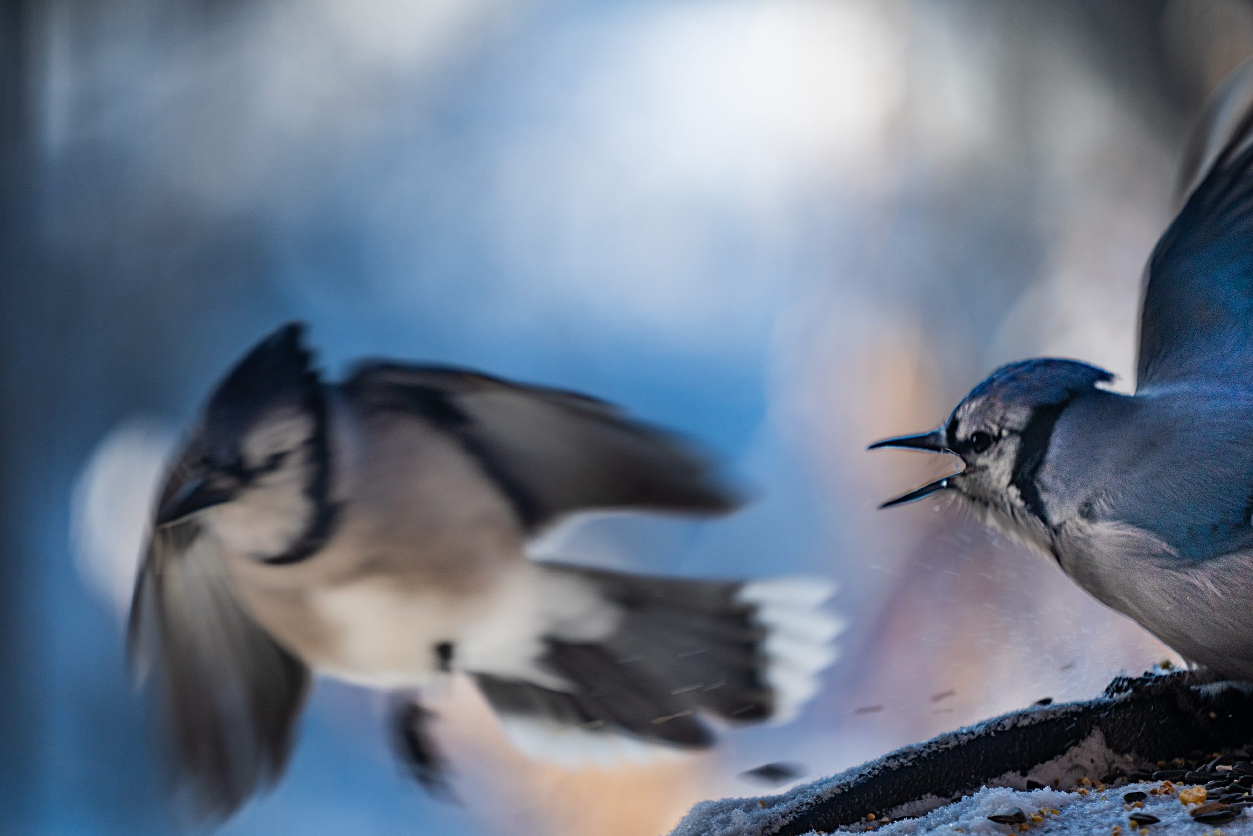 Blue Jays at a backyard feeder in winter