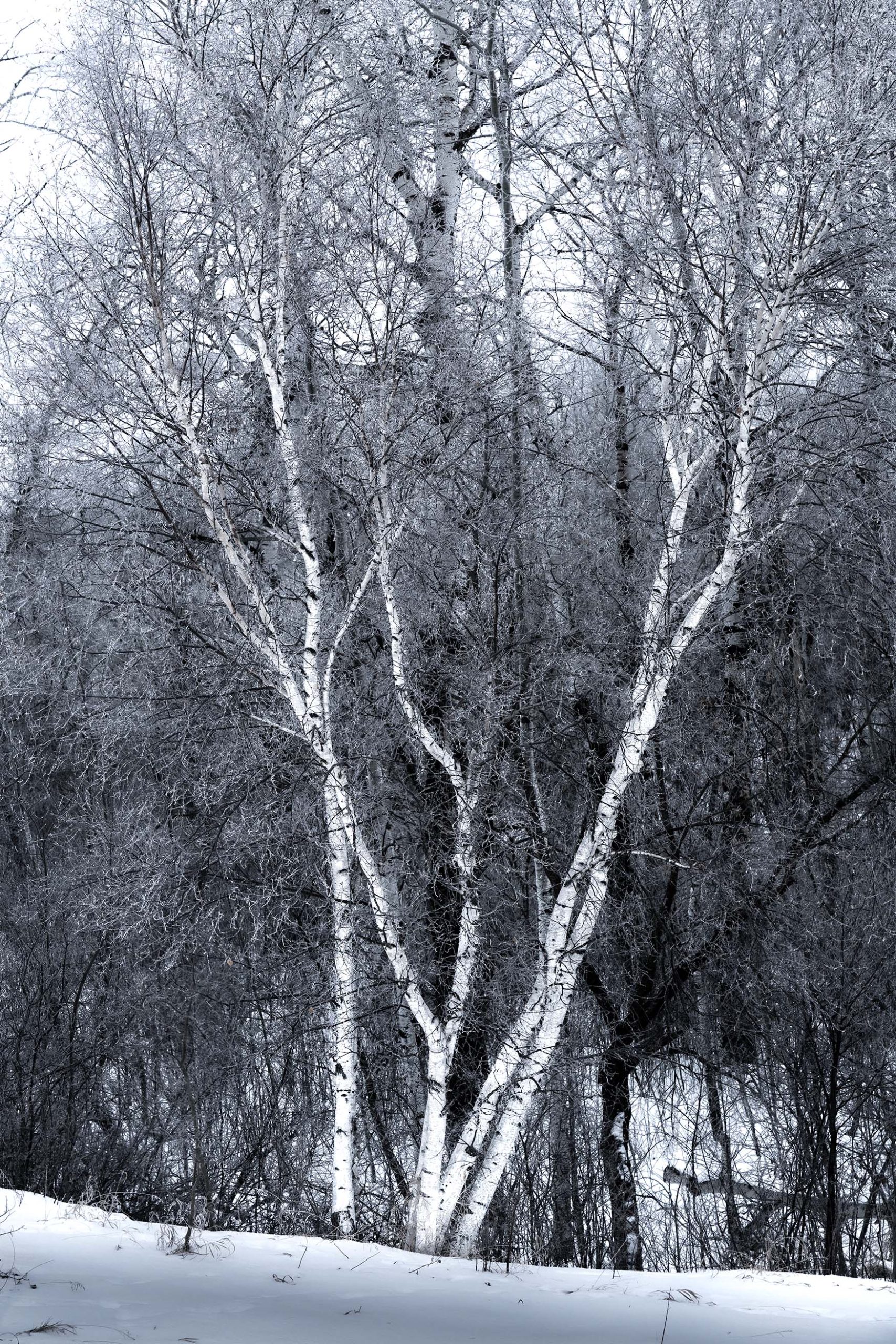 White Paper Birch in winter snow