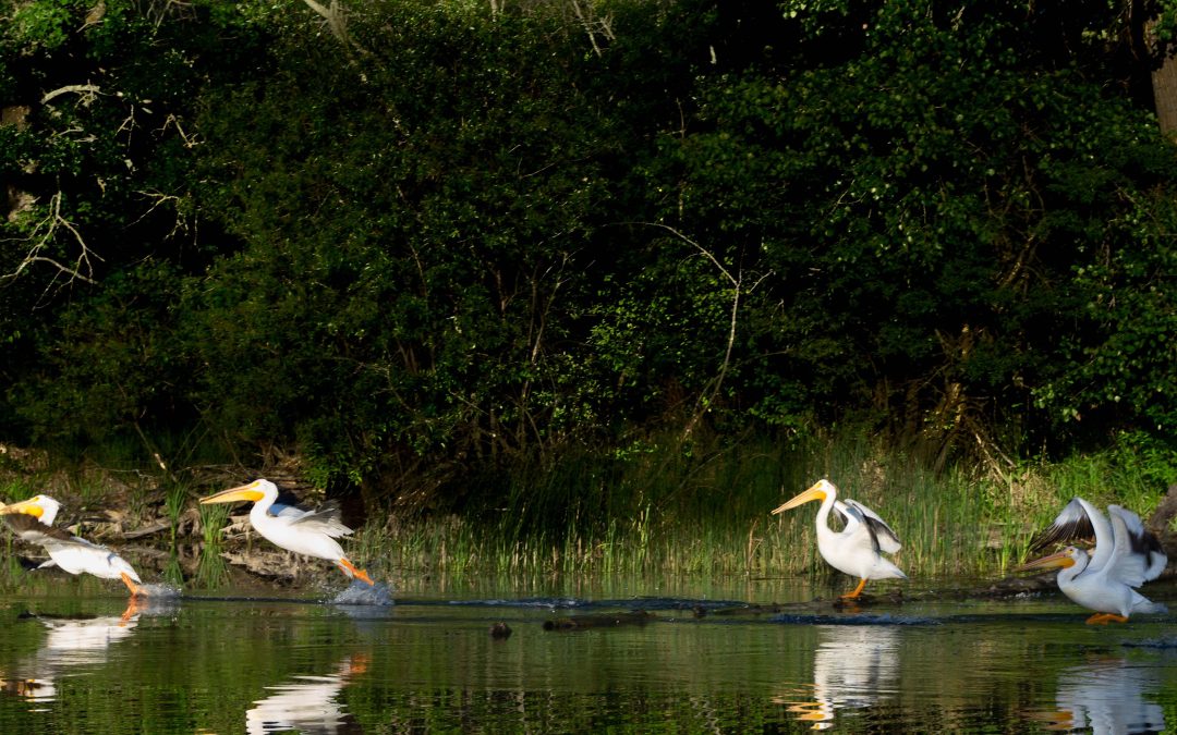 Pelicans leaving the lake take off