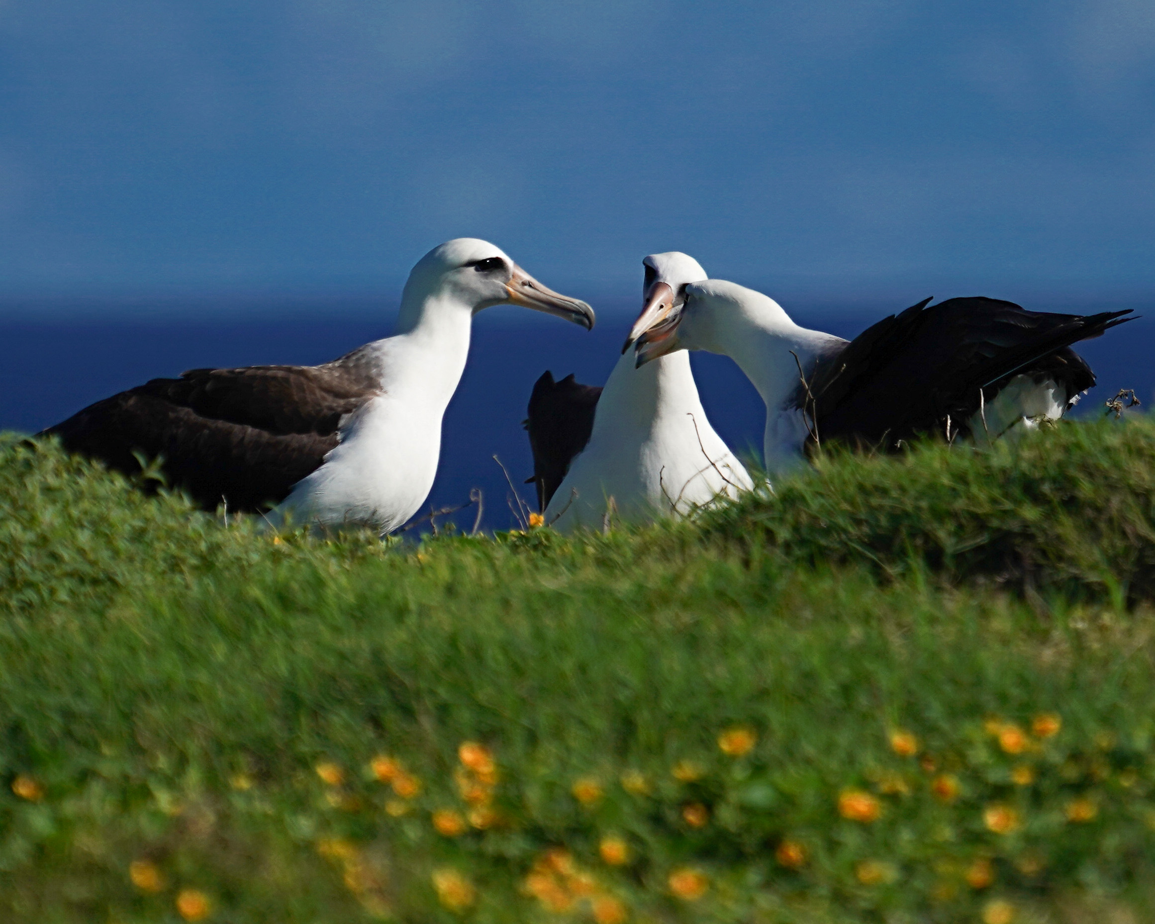 The Albatrosses 