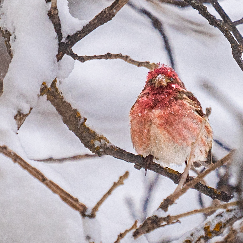 Red Bird in snow
