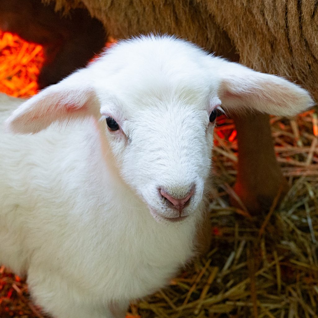 Baby white Lamb