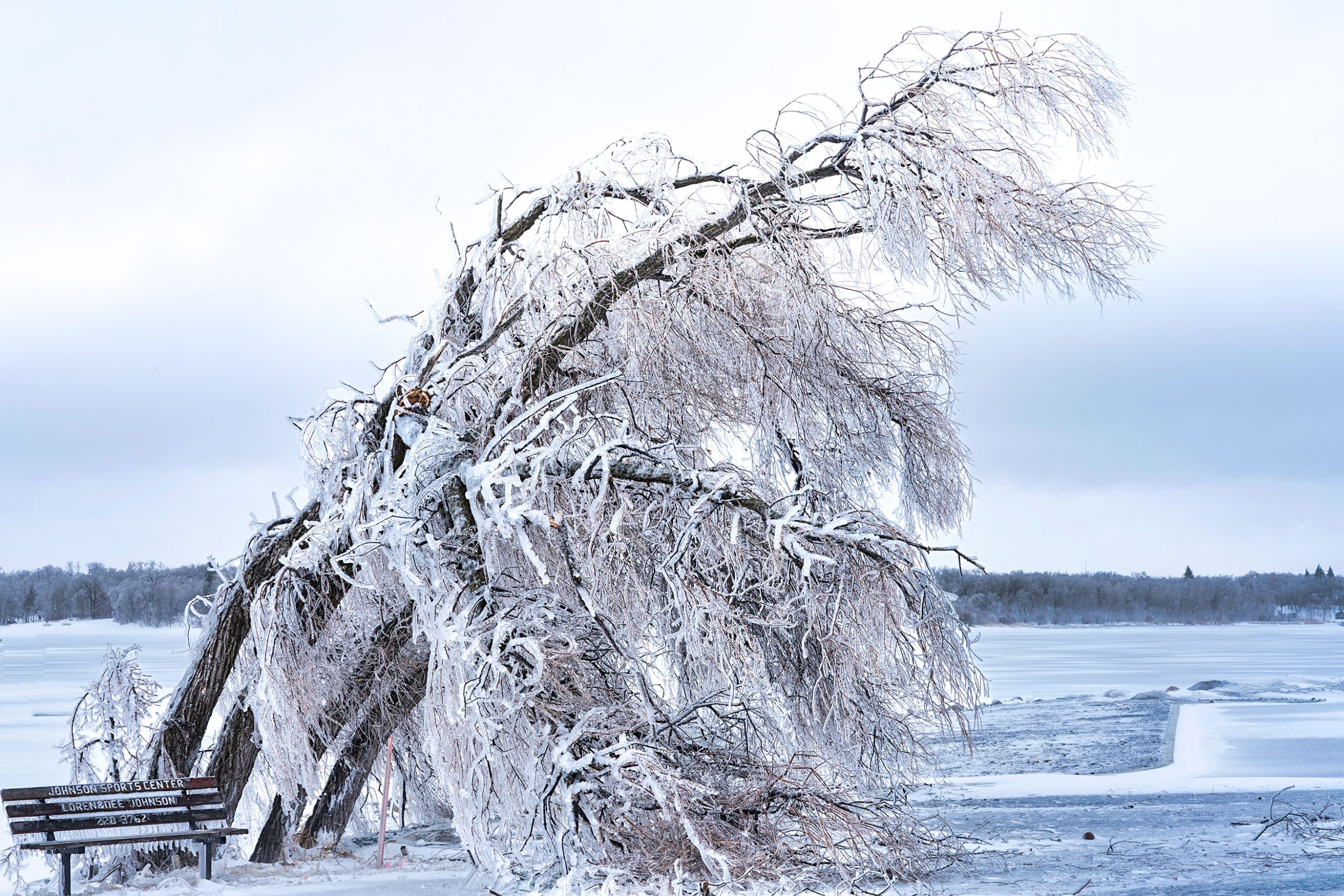 Tree laden with ice bowing to ground