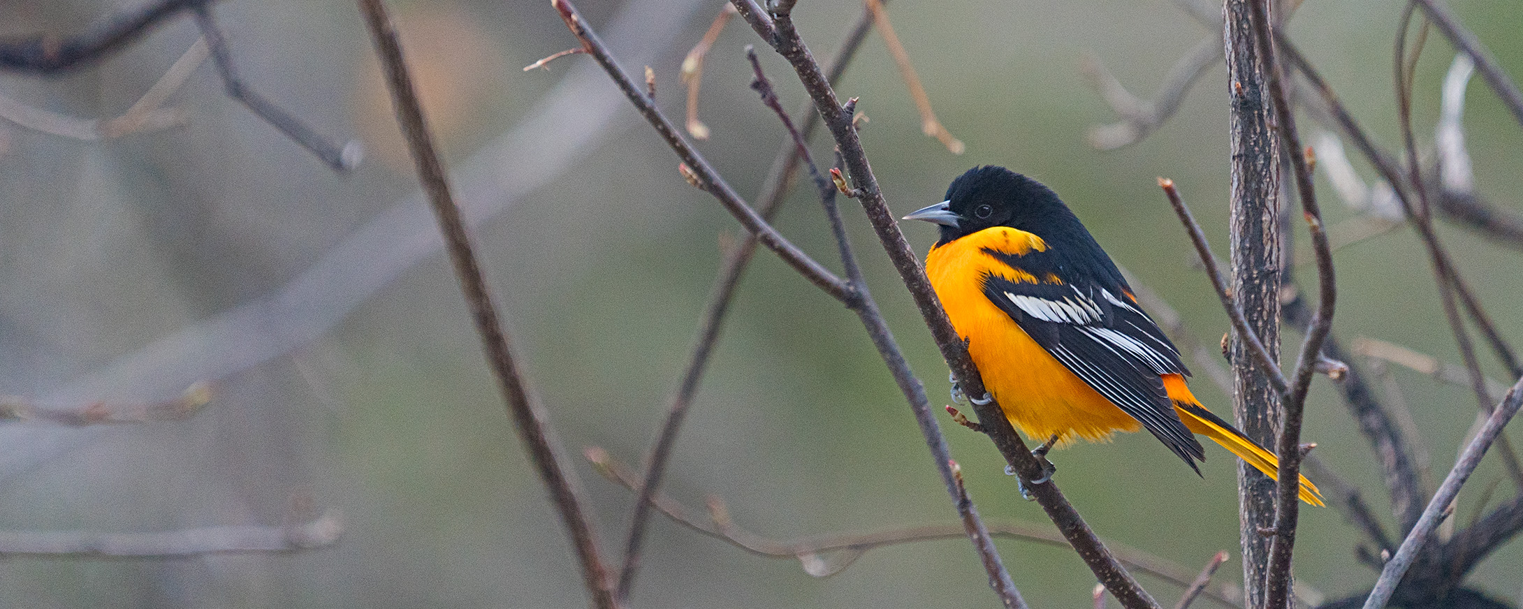 The Spring Oriole